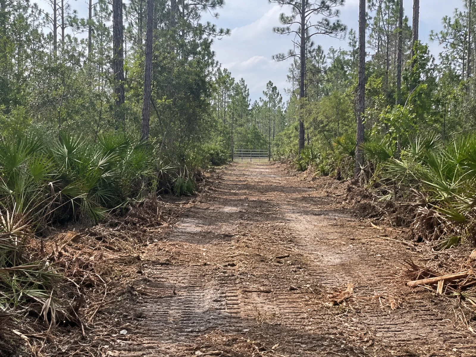 Cleared access trail with equipment tracks leading to a metal gate through pine trees and palmetto