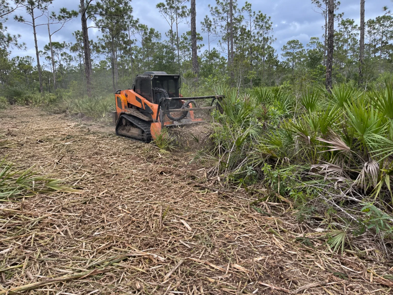 Tracked forestry mulcher cutting palmetto and underbrush between retained pine trees